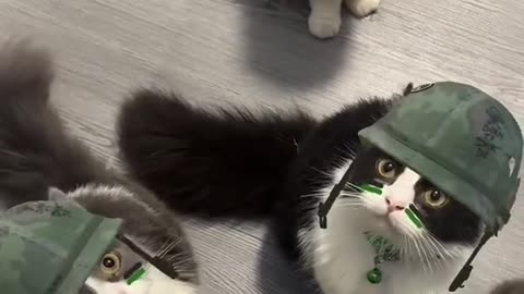 Funny cats