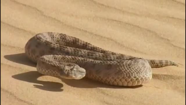 «Chat des sables VS Serpent du désert»