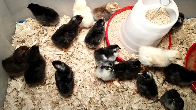 Chick Hatch April 5-9, 2021