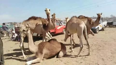 الجمال بسوق السبت باسنا يوم 9.3.2019