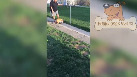 TOP FUNNY DOGS FAILS compilation