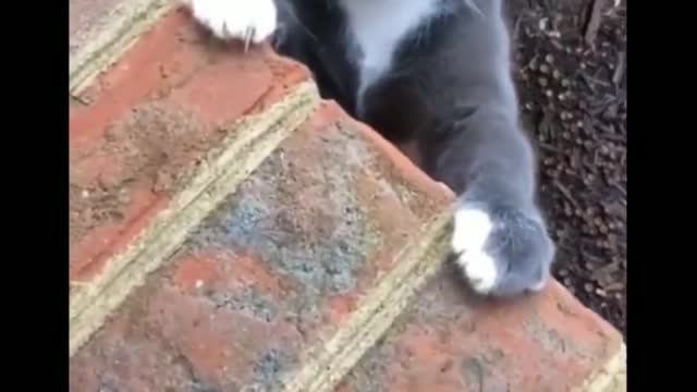 Have you ever seen a cat fall while walking