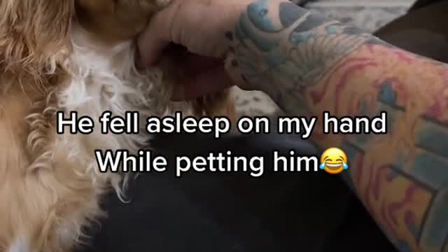 Dogs fell a sleep on my hand