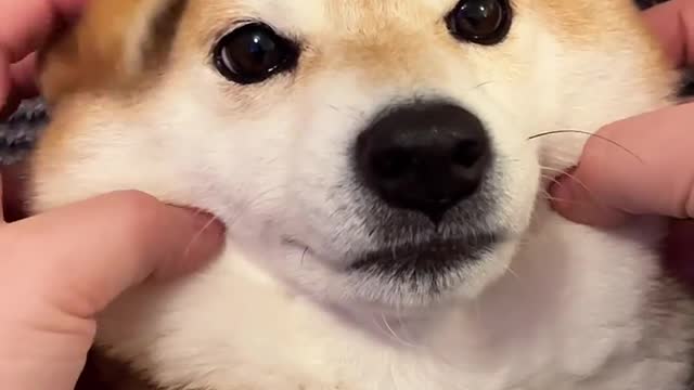 The Legend of Doge: Eevee's Lullaby