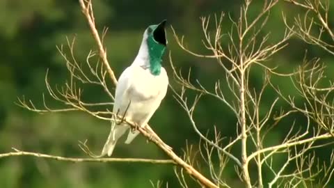 Araponga (blacksmith) singing