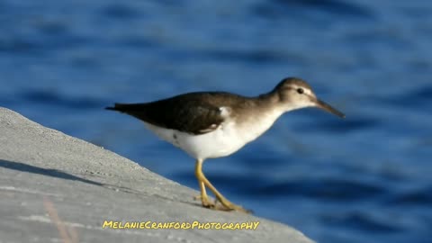 Twerky Birdie