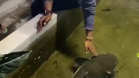Redtail always to be a goodboy