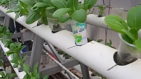 hydroponics