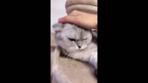 Funny cat1