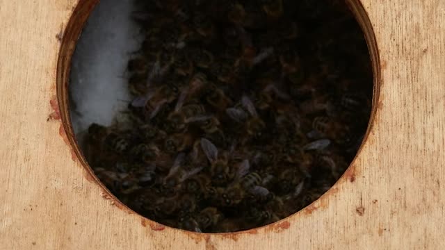 Honeybees overwintering