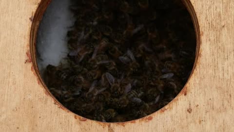 Honeybees overwintering