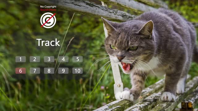 Sound Effect of ANGRY CAT | Angry cats meowing
