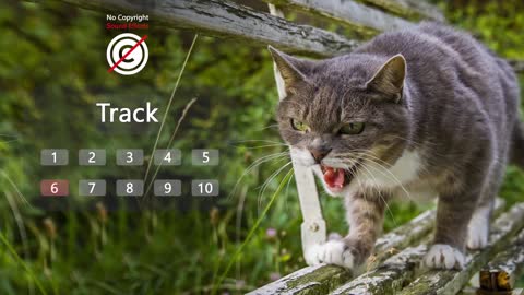 Sound Effect of ANGRY CAT | Angry cats meowing