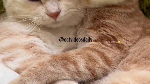 Cute Cat Video Adorable Cat Video Kitten Video Sleeping Cat Video Lovely Cat Cute Cat Baby Video 30