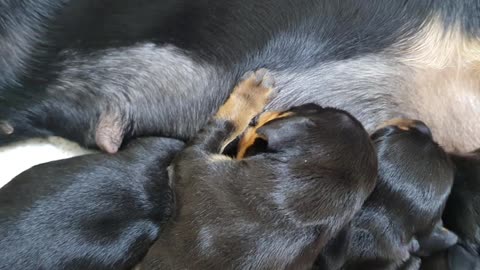 Dachshund (dog) cub.