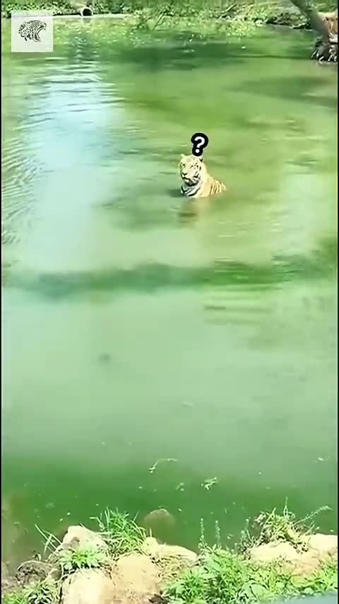 Duck Confuses Tiger - Vía alex3581212 #sshortanimal #cuteanimal #shorts