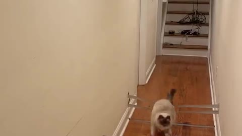 Cat Crushes Quarantine Workout Routine