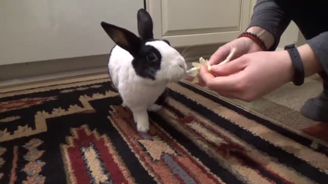 Rabbit eats a lemon for the first time!