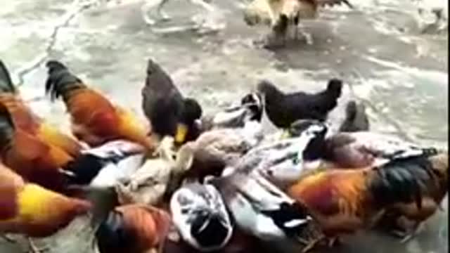 Watch these chickens fighting dogs .Really funny