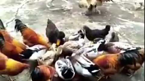 Watch these chickens fighting dogs .Really funny