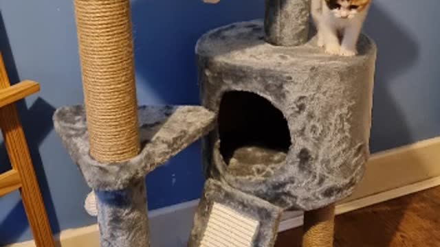 Nirvana the Kitten playing with cat stand toy