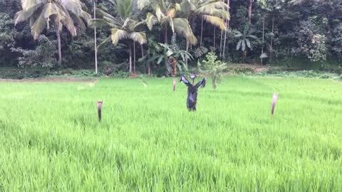 A paddy field is very beautiful .