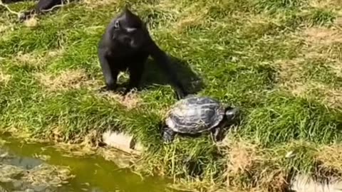 I love Animals 🤣 #foryou #animals #funnymoments #fail #tiktok #viral