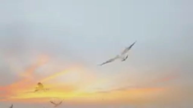 So Beautiful Birds Video