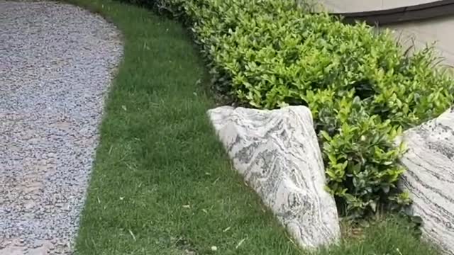 Small rockery and green plants