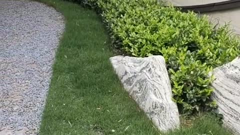 Small rockery and green plants