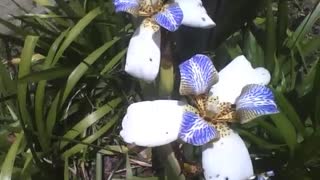 Beautiful iris flowers in the science museum, they are very beautiful [Nature & Animals]