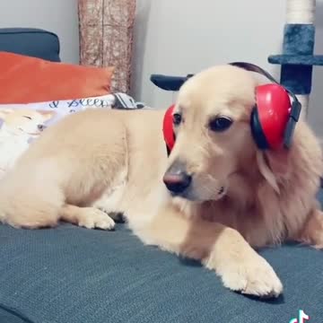 Earphone against two noisy husky.mp4