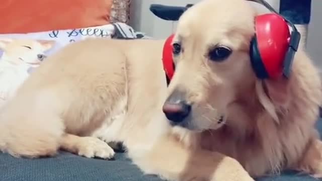 Earphone against two noisy husky.mp4