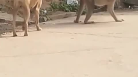 monkey offers a dog sex