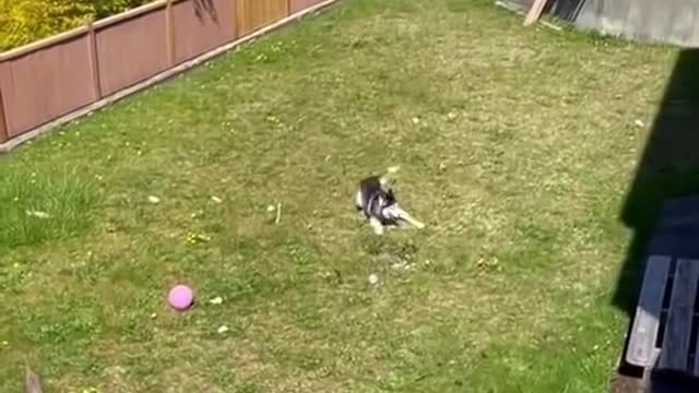 Huskies being dramatic & weird