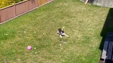 Huskies being dramatic & weird