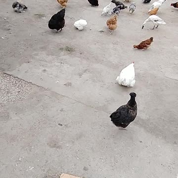 My first chickens and ducks