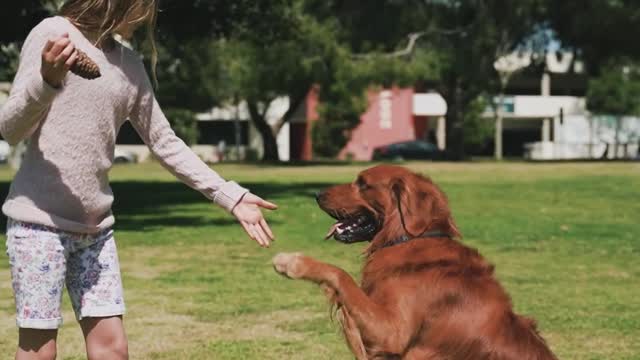 Dog playing with girl