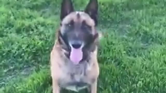 Brain training for dog | Dog training Video