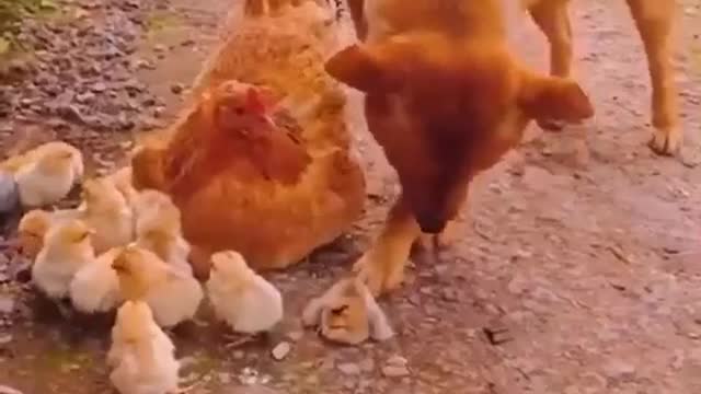 Dog Love Chicken