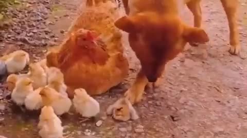 Dog Love Chicken