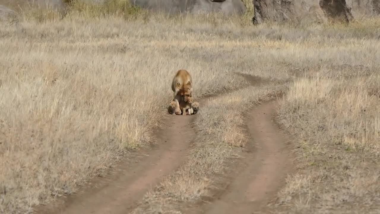 Baby lion cubs go on walk with mom but one says NOPE in the park