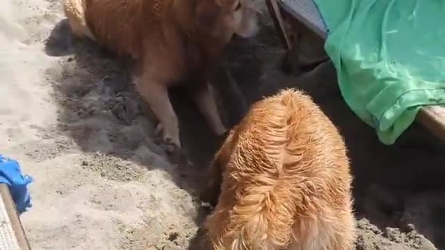 Cute and funnu dogs video compilation