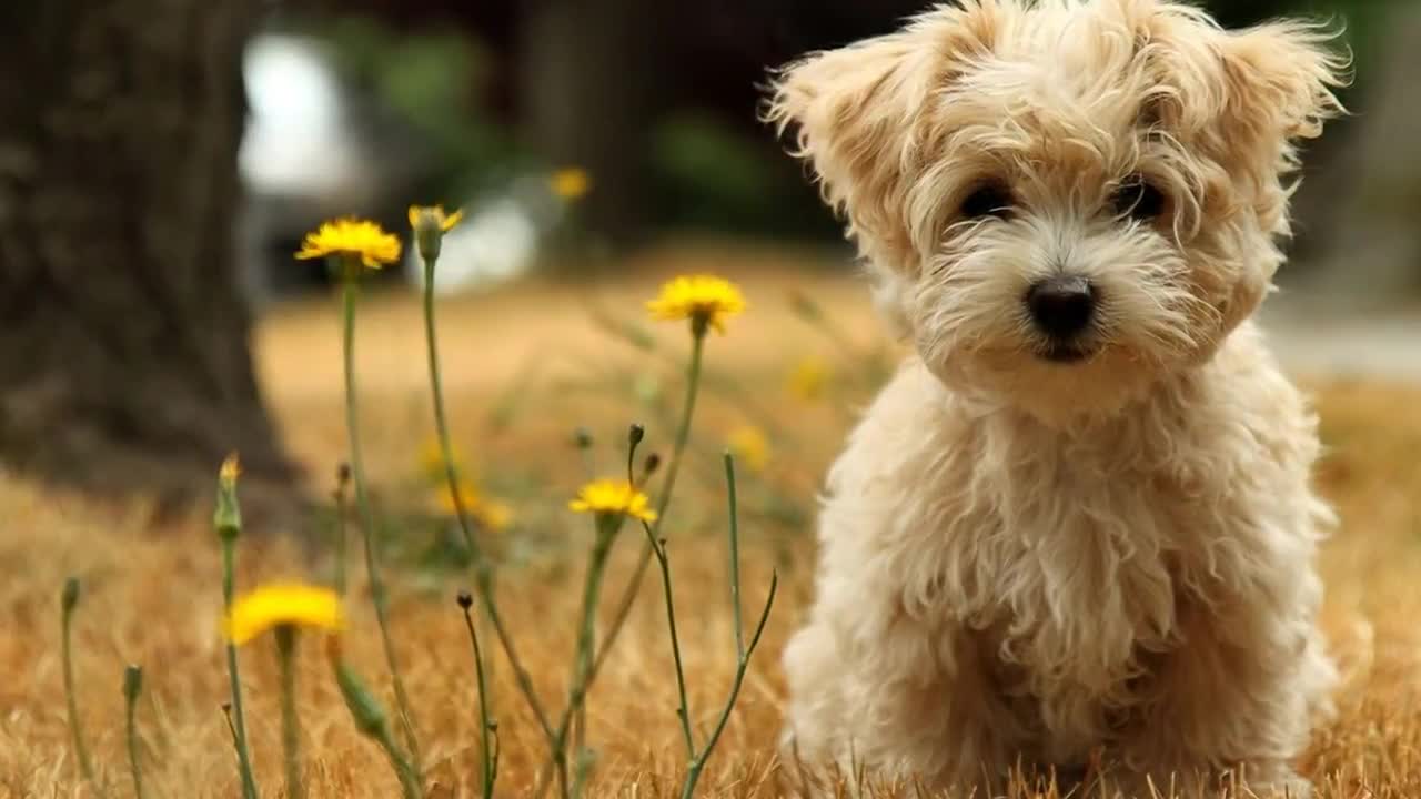 Cute puppy! Lovely