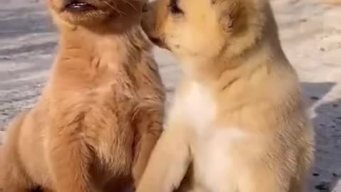 Funny Animal Videos