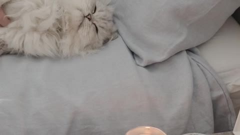 Cute cat😘🥰