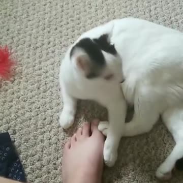 cat bites my foot and dies
