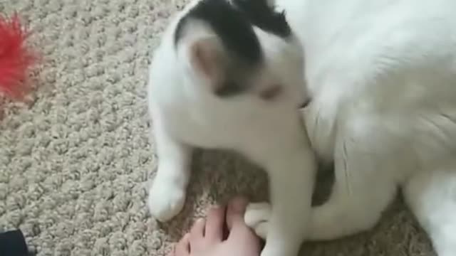 cat bites my foot and dies