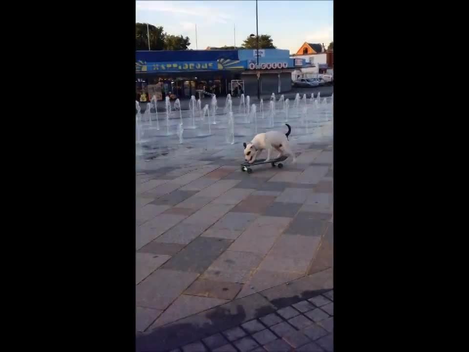 Staffordshire Bull Terrier Is A Skateboarding Pro