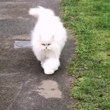 Persian cat so cute walking 🥰 |Funny animal videos| try not to laugh